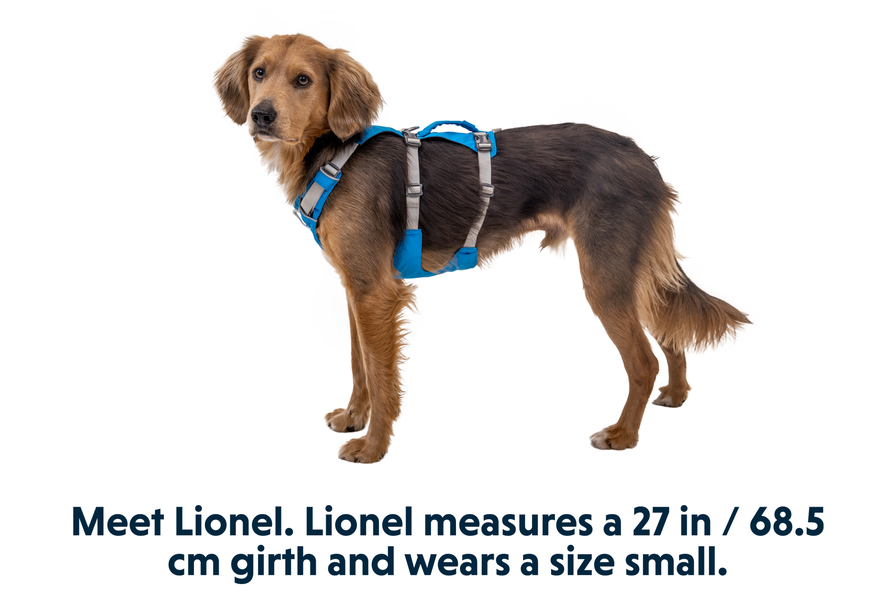 Flagline⢠Dog Harness with Handle - Image 14