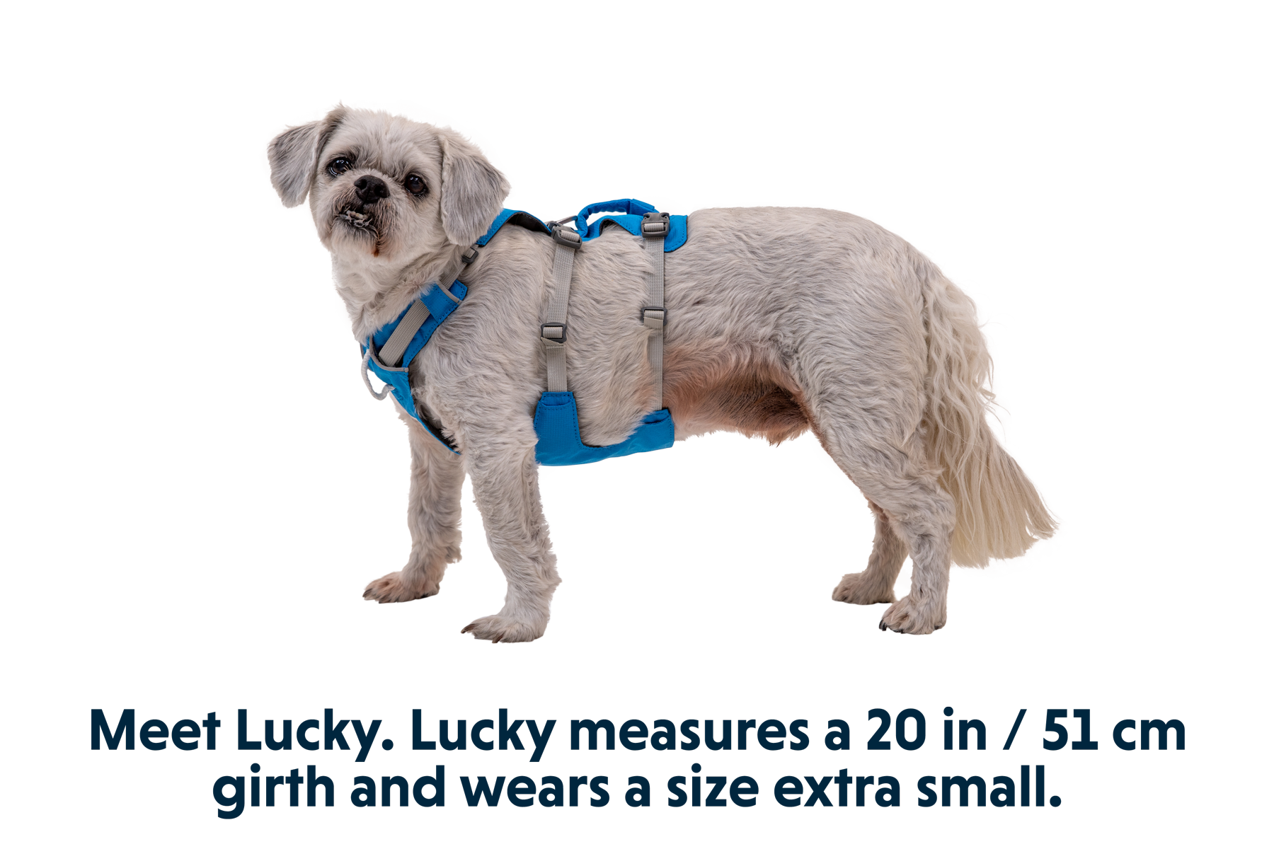 Flagline⢠Dog Harness with Handle - Image 24
