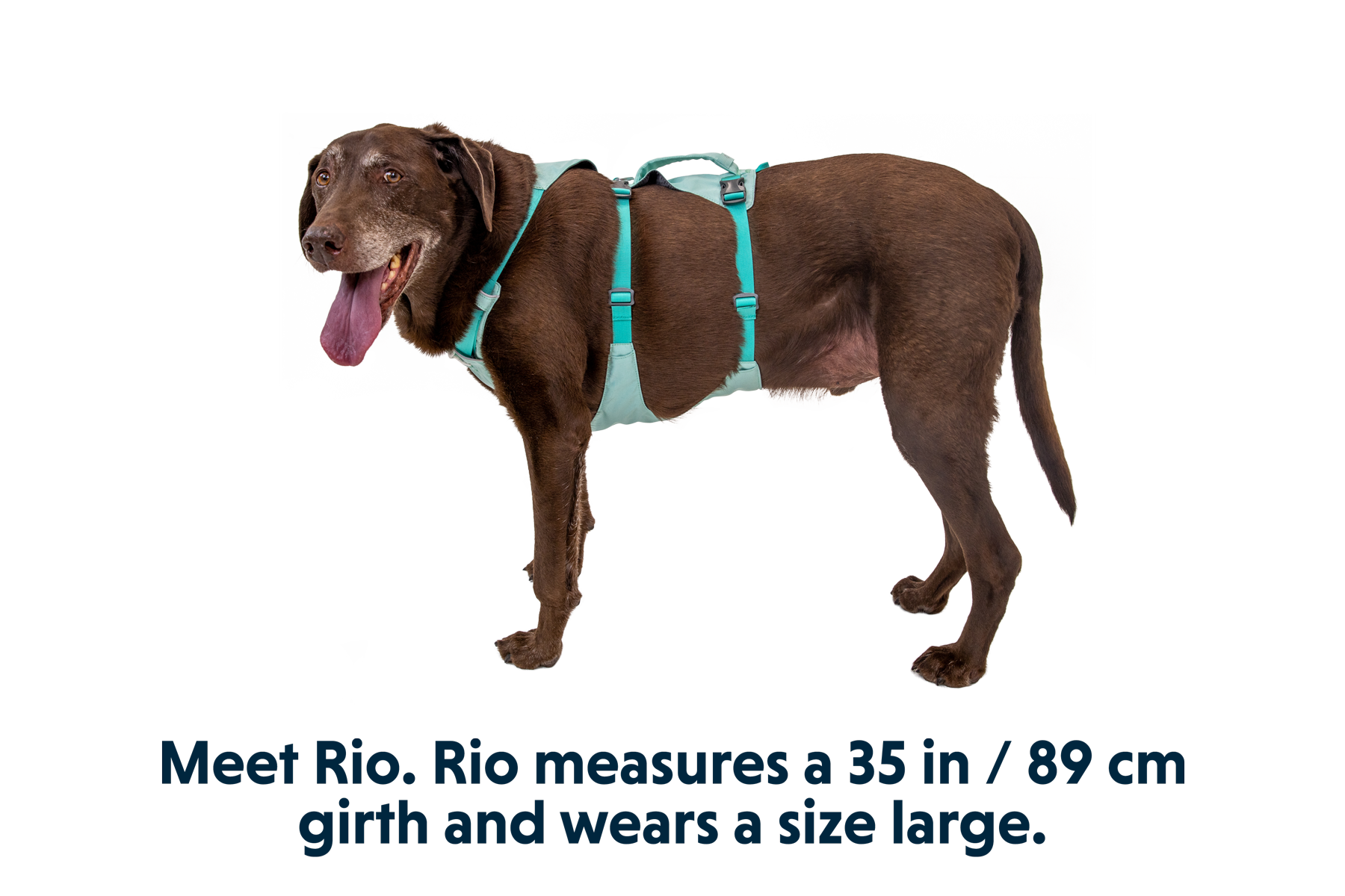 Flagline⢠Dog Harness with Handle - Image 26