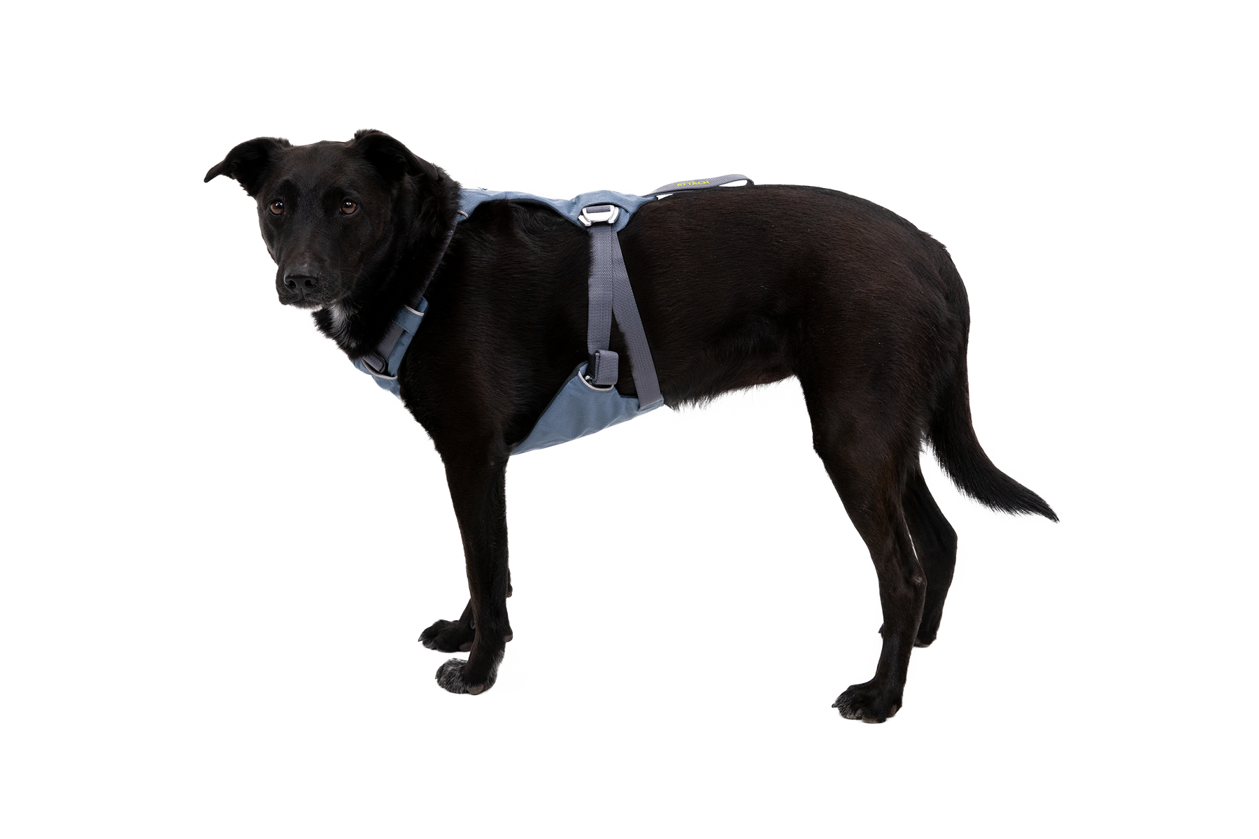 Load Up™ Dog Car Harness - Image 8
