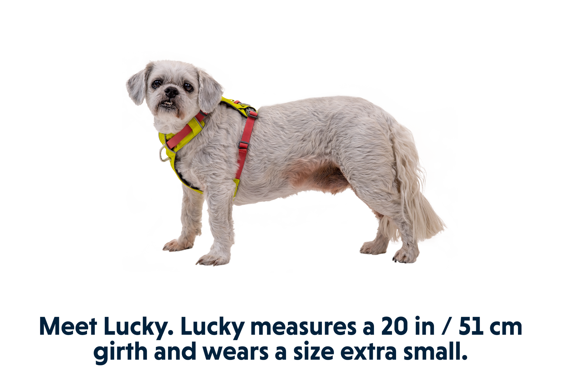 Hi & Lightâ„¢ Lightweight Dog Harness - Image 15