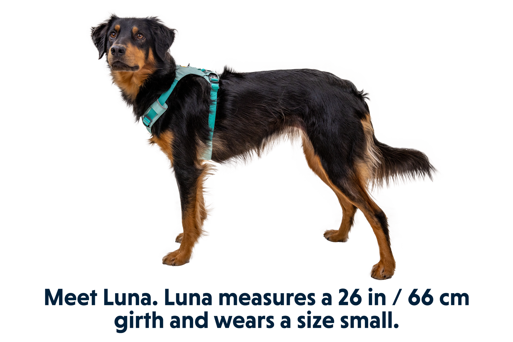 Hi & Lightâ„¢ Lightweight Dog Harness - Image 26