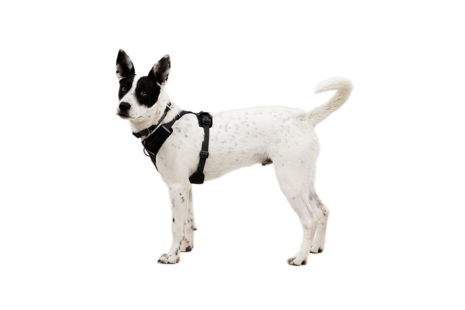 Front RangeĀ® Flex Harness - Image 27