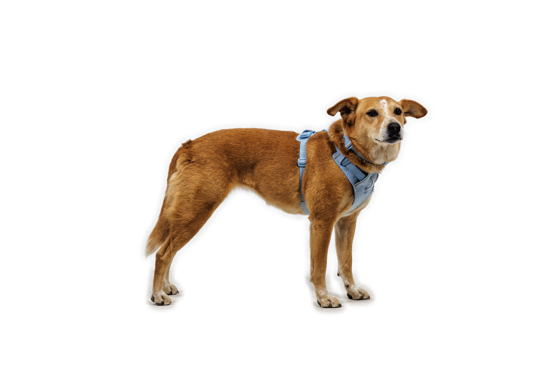 Front RangeĀ® Flex Harness - Image 22