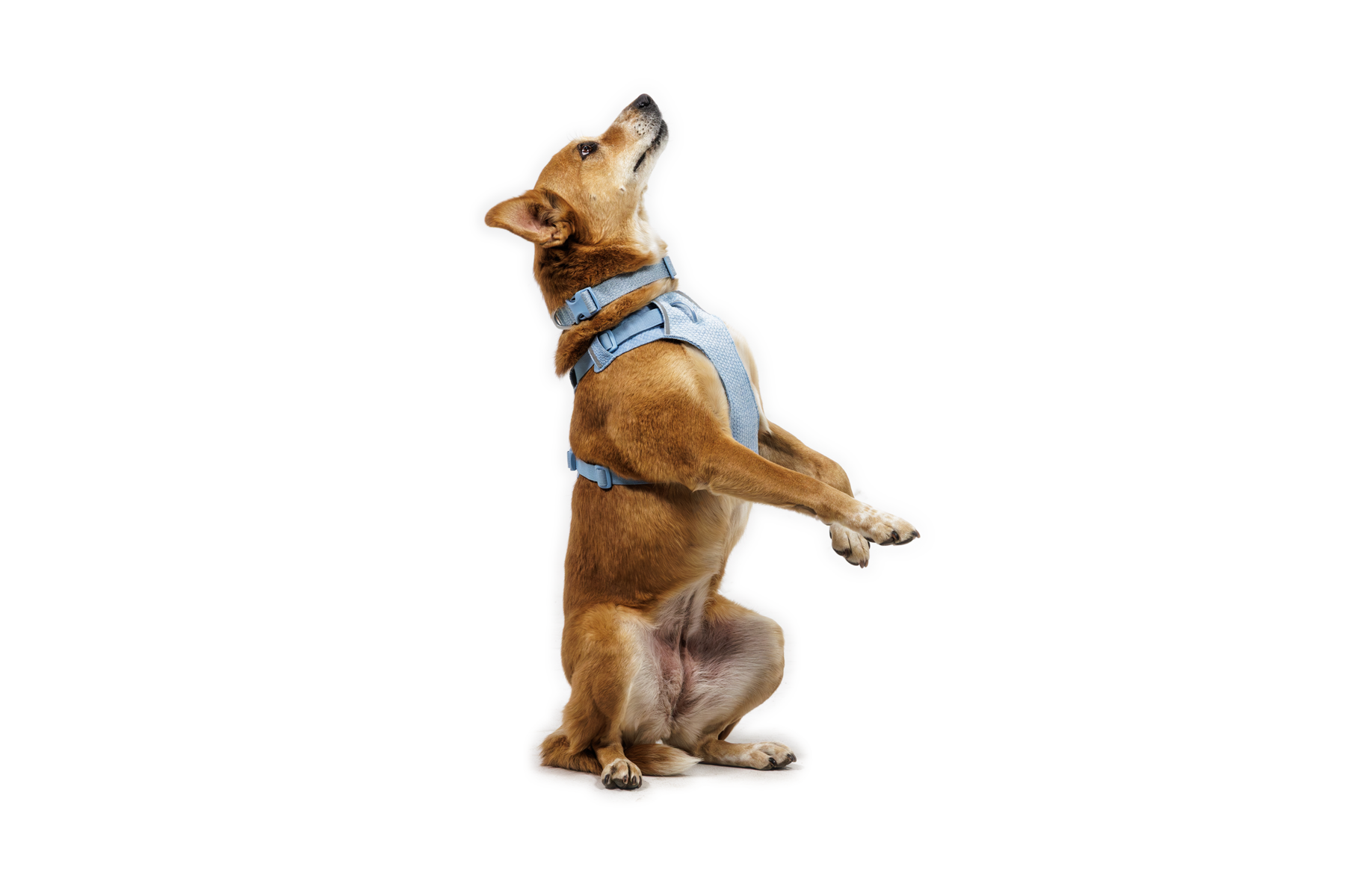 Front RangeĀ® Flex Harness - Image 23