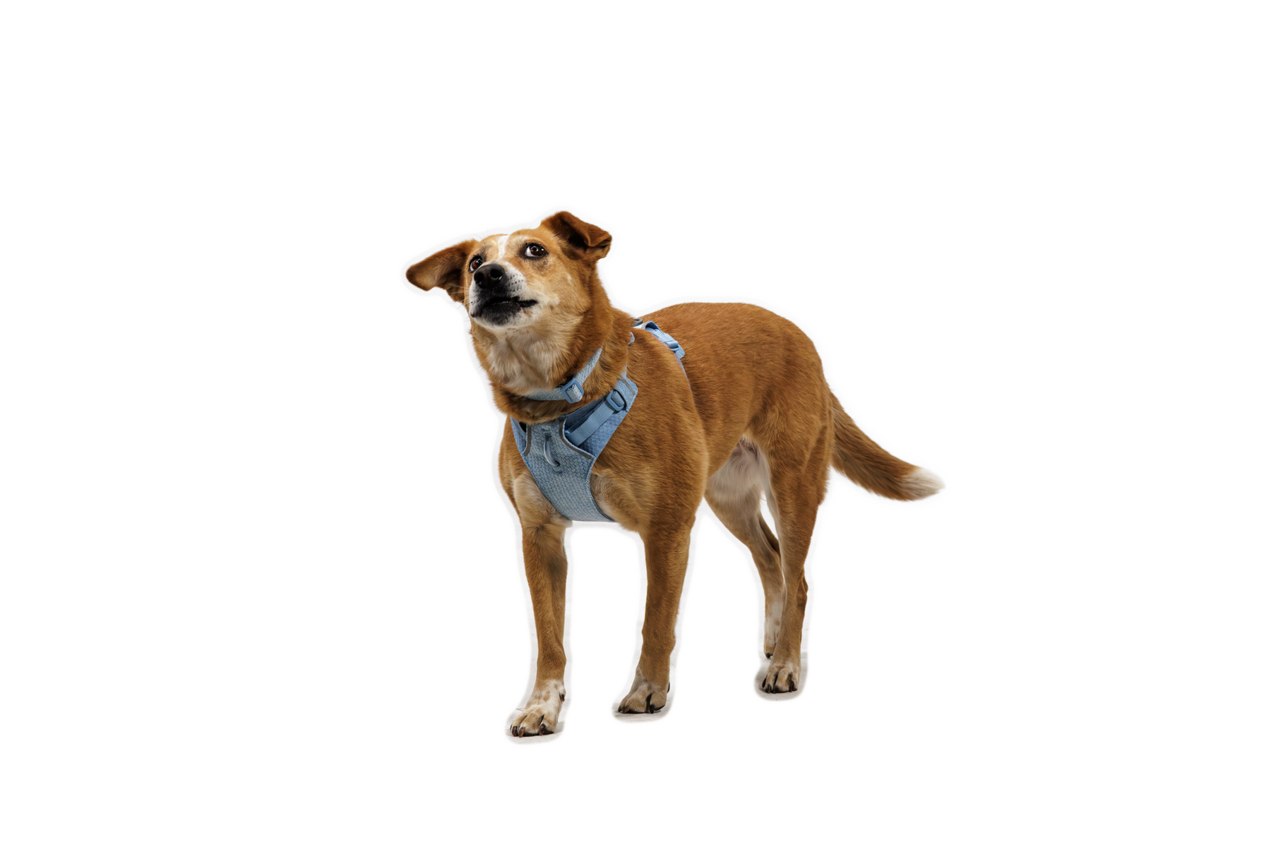 Front RangeĀ® Flex Harness - Image 21