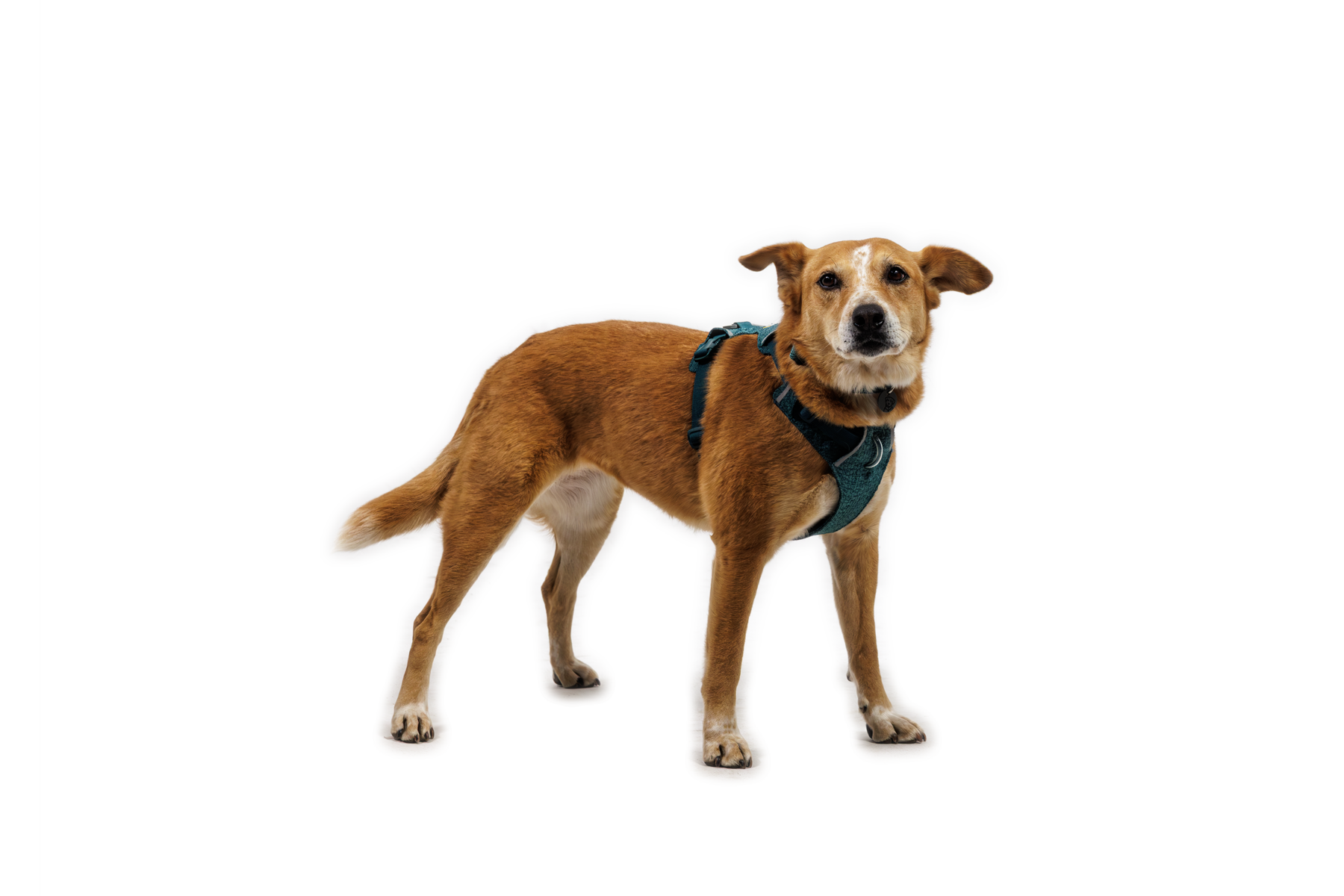 Front RangeĀ® Flex Harness - Image 24