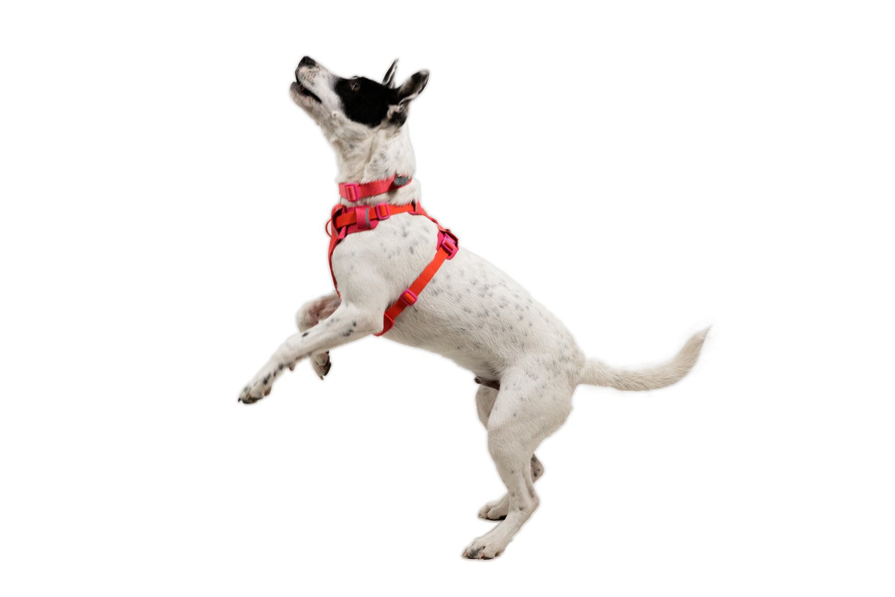 Front RangeĀ® Flex Harness - Image 29