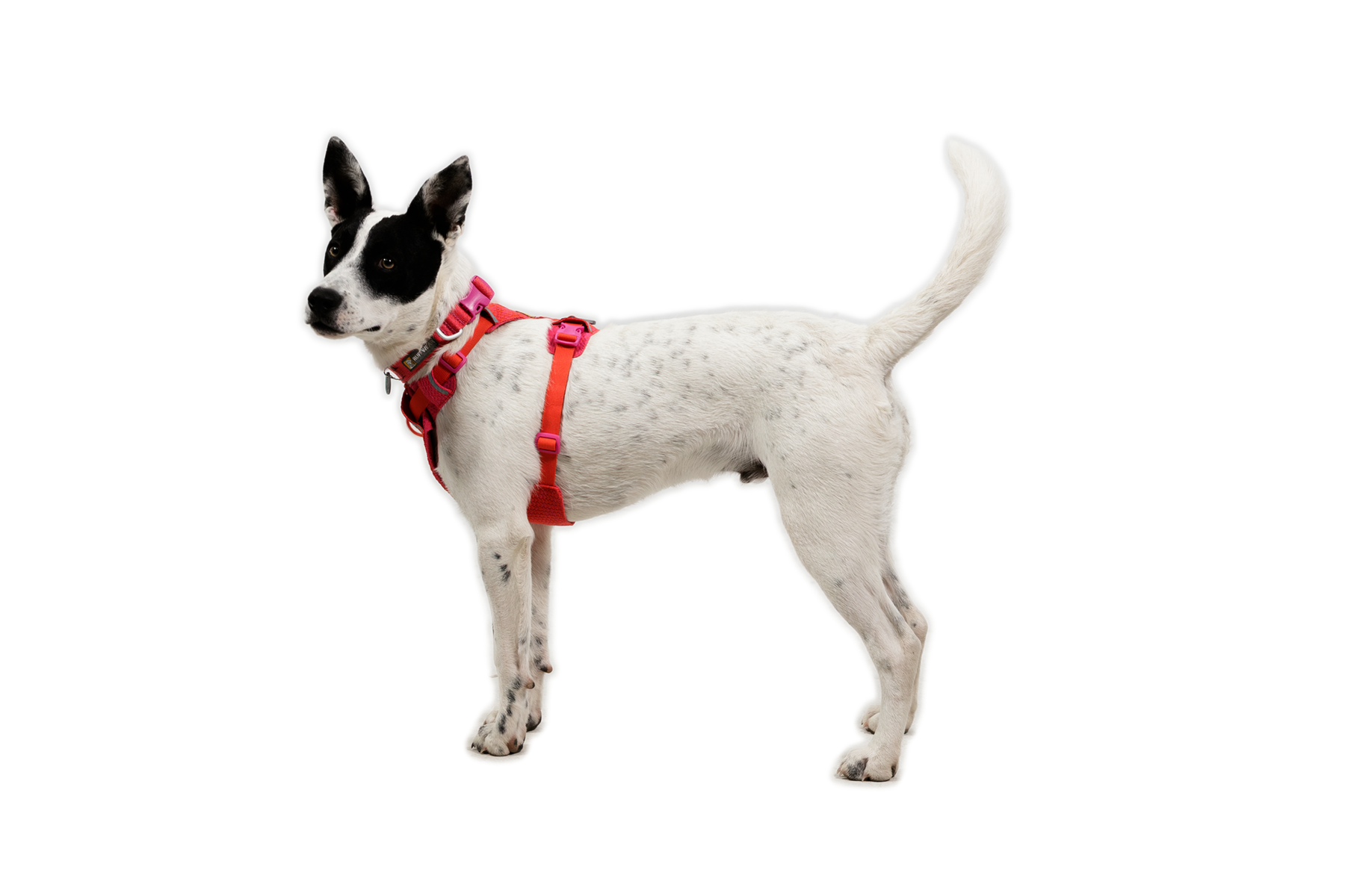 Front RangeĀ® Flex Harness - Image 28